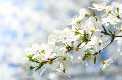 2020年农历五月十二出生是双子座吗,双子座性格解析！