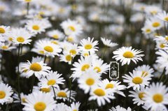 2020年小满日子好吗？小满节气是什么节气？