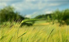 小满天气特点是什么2020年小满会不会下雨？