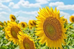 2020年农历五月初六日子好不好,今天有何宜忌要注意？