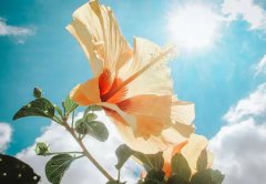 2020年阴历五月初七出生是双子座吗,B型血双子座性格如何？