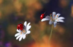 2020年农历五月初八日子是不是吉日,有什么宜忌要注意？