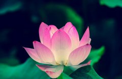 2020年农历五月份是什么星座？农历五月有多少天？