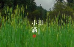 2020年小满下雨好还是不下雨好,小满下雨有什么讲究?