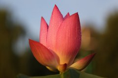 2020年农历五月有什么节日？节日的由来简介