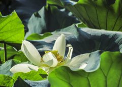 2020年农历五月二十九日子好不好可以装修动土吗？