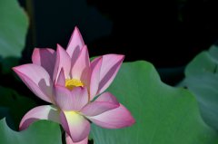 农历五月禁忌有哪些？2020年五月有哪些黄道吉日？