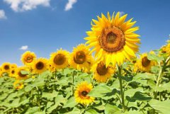 2020年农历四月二十三是黄道吉日吗,今天日子好不好？