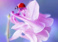 2020年农历四月二十六出生是双子座吗,双子成熟标志解析！