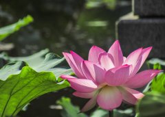 2020年农历五月二十二冲什么生肖,装修动土好不好?