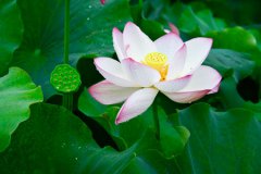 2020年立夏前一天适合上坟扫墓吗,2020年立夏前后祭祖吉日推荐！