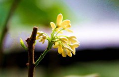 2020年立夏公历是几月几日，立夏天气会下雨吗？