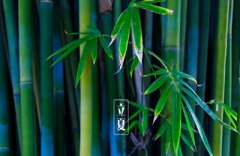 立夏节气是什么节日吗？立夏的节日相关习俗