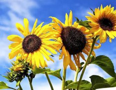 2020年农历四月廿一日子适合出殡吗,今天各个时辰吉凶查询！