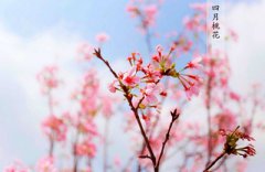 农历四月禁忌有哪些？2020年四月有哪些黄道吉日？