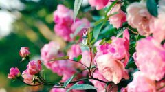 立夏节气的起源是什么,2020年-2036年的立夏时间一览表！