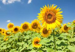 2020年立夏怀孕好吗,2020年立夏怀孕预产期是什么时候？