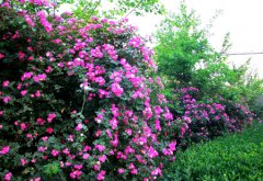 立夏是阳历几月份,立夏一般都开什么花花语是什么？