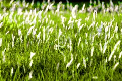 2020年五月初四芒种适合求嗣吗？预产期什么时候？