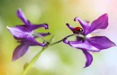 2020年农历四月十七小满修坟日子合适吗,小满时辰吉凶查询！