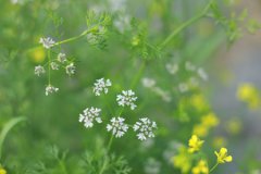 立夏鹅毛住是什么意思,关于立夏的农谚还有哪些？