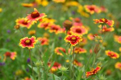 2020年立夏可以送别人鸡蛋吗,立夏挂蛋有什么含义？