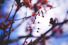 2020年阴历四月初八佛诞日适合出殡吗,浴佛节的由来是什么？