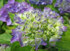 2020年阴历四月初九日子可以迁坟吗,阴宅迁坟注意什么？