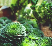 2020年5月6日立夏可以搬家吗,立夏是什么意思？