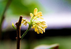 2020年农历四月初二立夏可以装修房子吗,立夏气候特点解析！