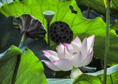 2020年农历五月初六是出远门的黄道吉日吗？