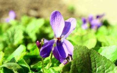 2020年农历四月二十二是哪天，出远门好不好？