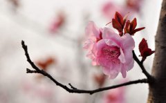 2020年五一劳动节送老婆什么花较合适较好？