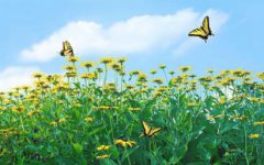 2020年农历四月初九黄历是好日子吗，适合烧香拜佛吗？