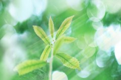 农历四月是什么月？2020年农历四月黄道吉日有哪些？