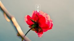 2020年四月初二立夏出生的女孩命运好吗？立夏养生吃什么？