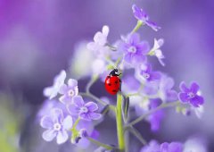 2020年农历四月黄道吉日一览表解析！