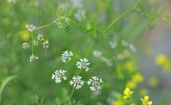 2020年四月初一黄历吉凶，适合装修动土吗？