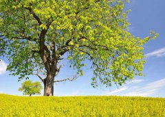 2020年农历四月初五冲什么生肖，适合装修动土吗？