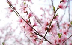 上巳节要干什么，2020年上巳节是哪一天？