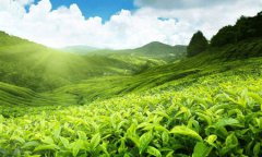 2020年4月20日今天谷雨日子可以安床吗,谷雨会下雨吗？