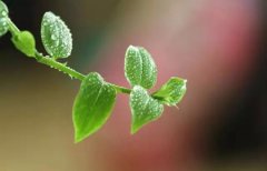 2020年谷雨节气一定会下雨吗,谷雨注意事项有哪些？