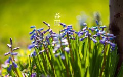 今年谷雨是几号?2020年谷雨节气有什么禁忌?