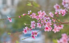 上巳节是什么节日，上巳节是中国的情人节吗？