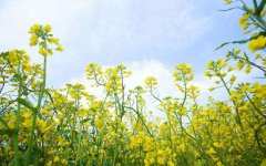 上巳节的来历是什么，2020年上巳节出生好不好？