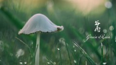 2020年谷雨下雨吗？谷雨节气的到来意味着什么？