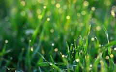 2020己亥年谷雨节气出生的人命理和运势如何？