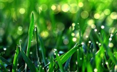 属猪2020年谷雨节气出生的人好吗，命运如何？