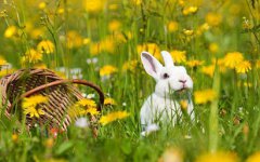 2020年农历三月初三上巳节出生的猪宝宝是什么命？