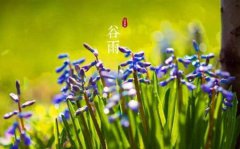 谷雨前后种瓜点豆有什么含义,关于谷雨的农谚有哪些?